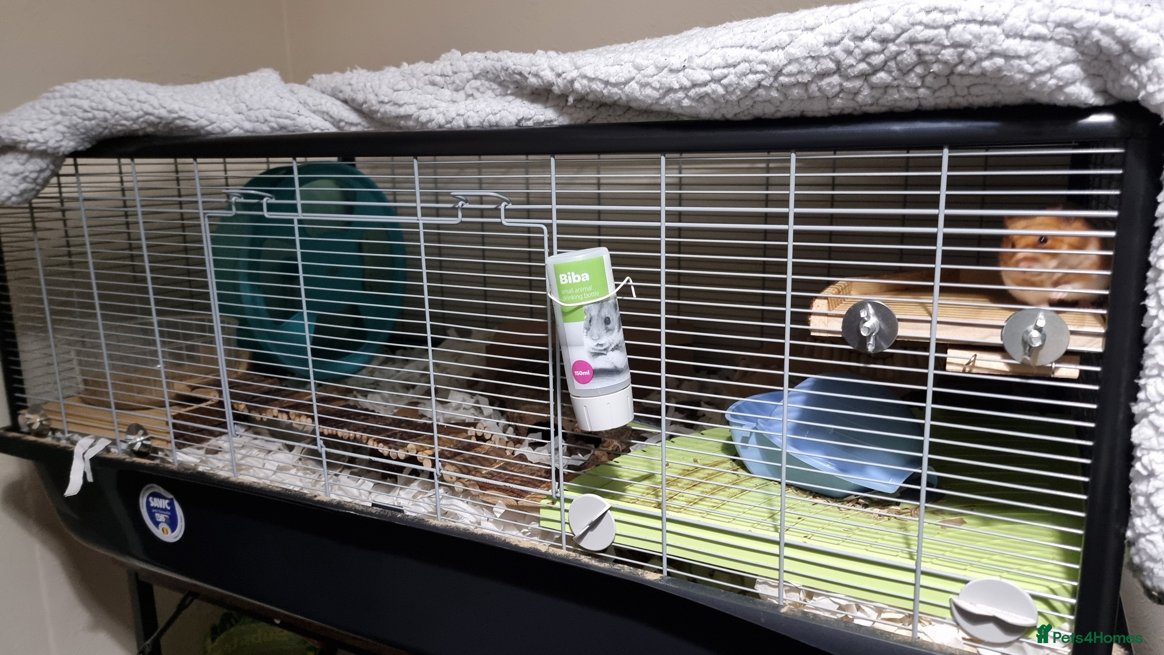 Hamster rodents Syrian Hamster and Savic Plaza 120cm Cage - Advert 1