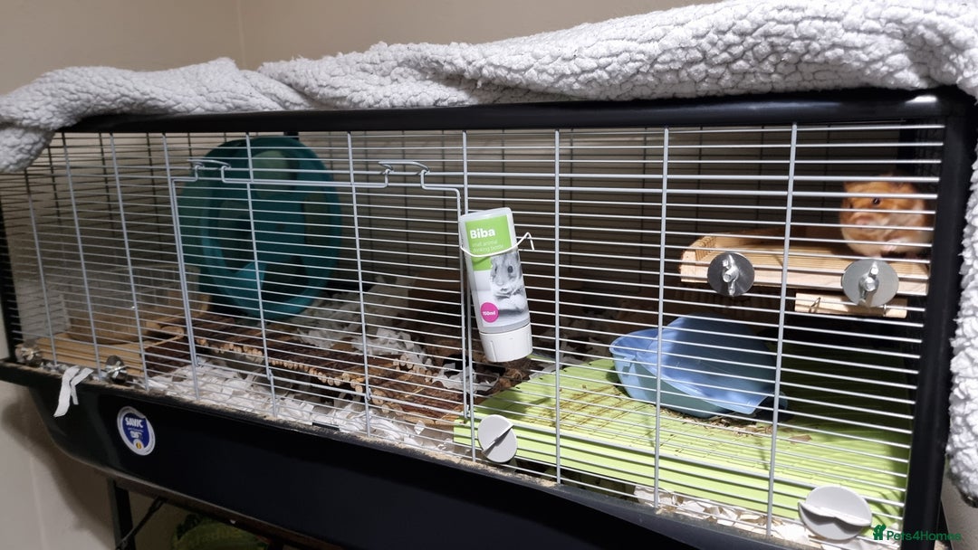 Hamster rodents for sale: Syrian Hamster and Savic Plaza 120cm Cage - Advert 1