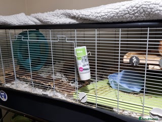Hamster rodents Syrian Hamster and Savic Plaza 120cm Cage - Advert 1