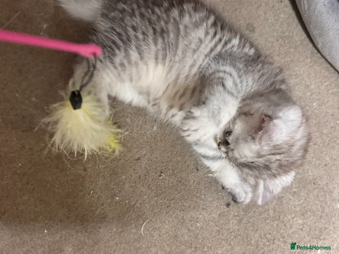 Persian cats for sale: Kitten Sold - Advert 15