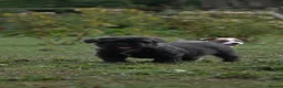 French Bulldog dogs for sale: Fluffy French Floodles  - Advert 4