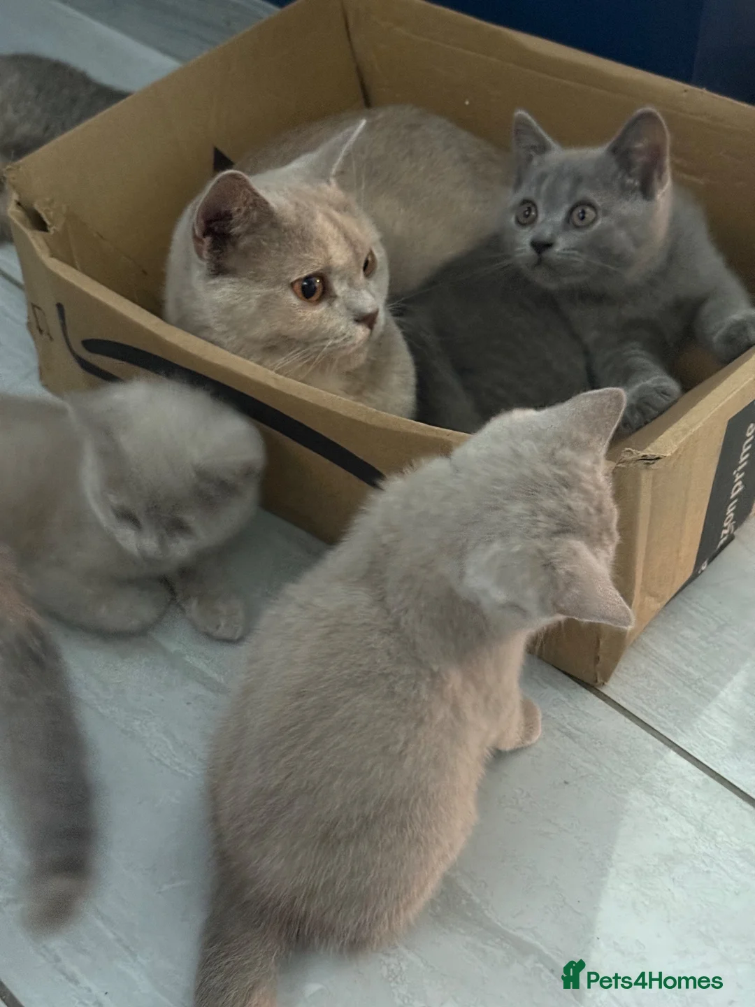 British Shorthair cats for sale: 🦁😻🦁 Beautiful British Shorthair and Longhair  - Advert 20