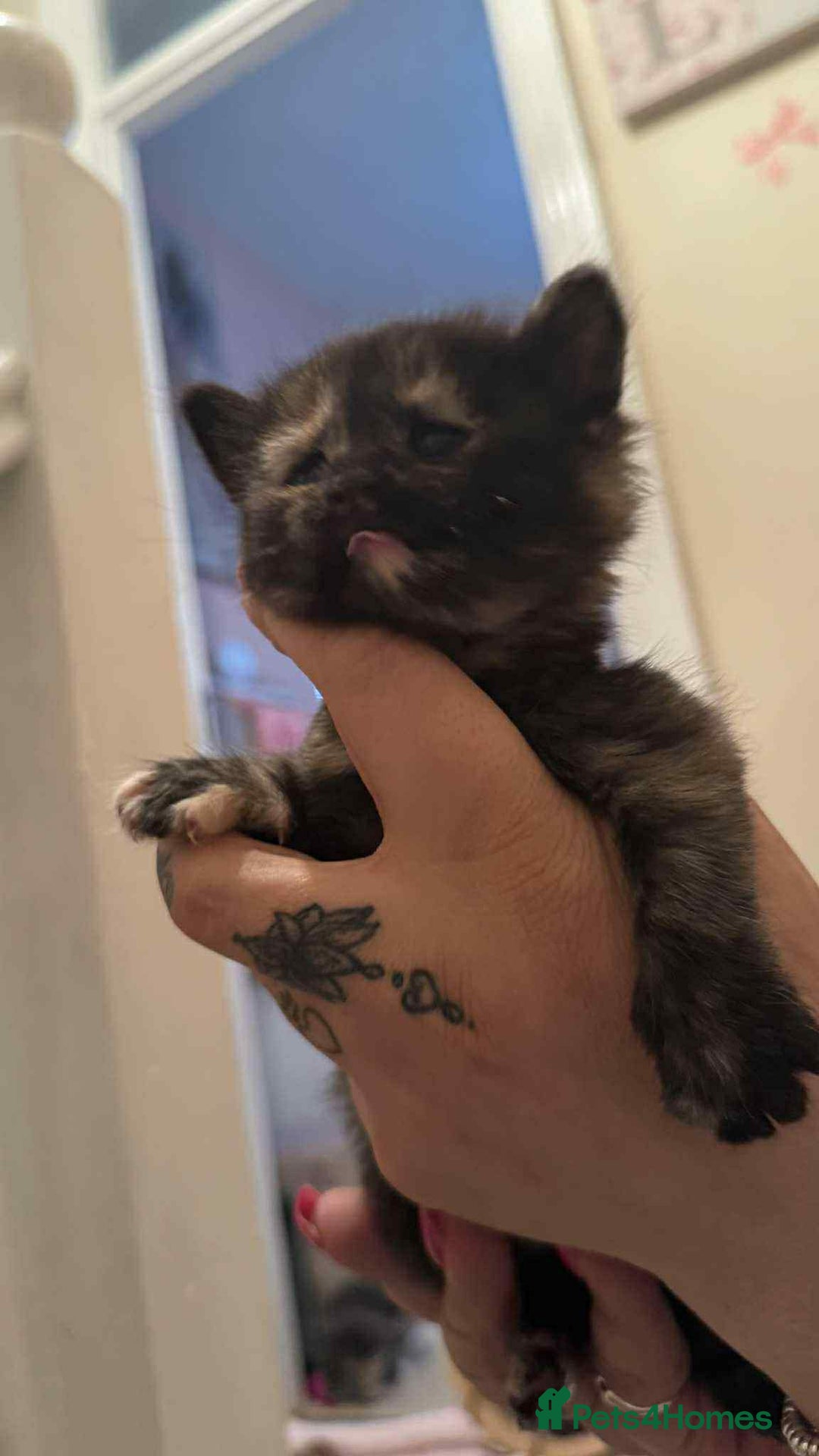 Mixed Breed cats for sale: ** ready to leave now 9 wks , 2 beautiful girls ** - Image 9