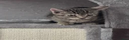 Bengal cats for sale: Bengal kittens  in Swindon - Advert 8