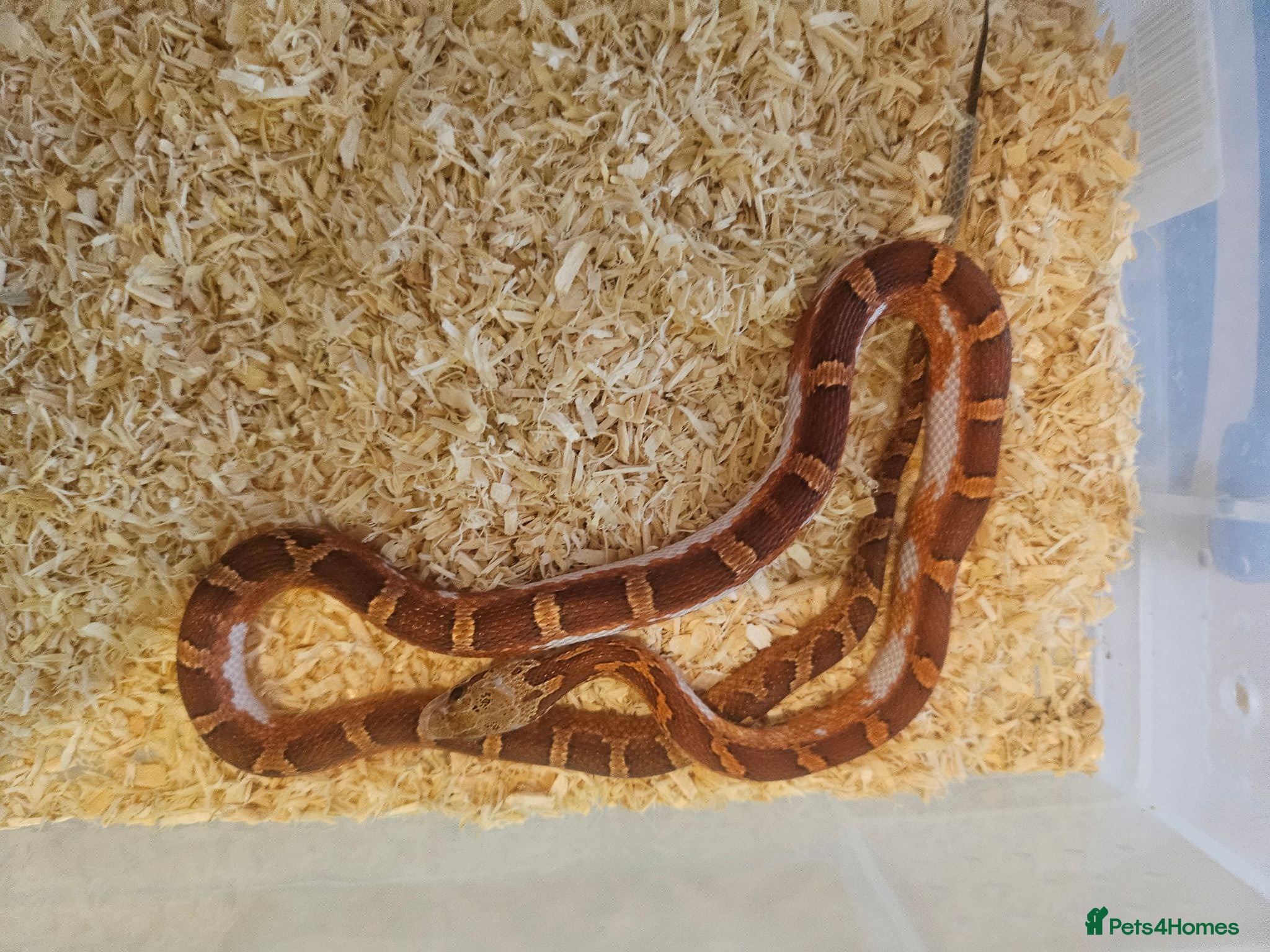 Corn Snake reptiles Baby pied cornsnakes for sale - Advert 2