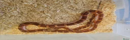 Corn Snake reptiles for sale: Baby pied cornsnakes for sale - Advert 2