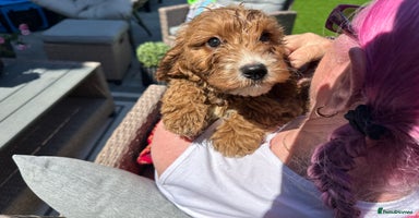 Cavapoo dogs - Advert 6