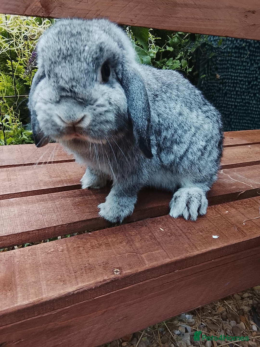 Mini Lop rabbits for sale: Well socialised baby bunnies with lifetime support - Image 3