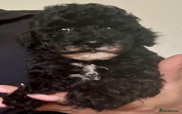 Cavapoo dogs for sale: TINY CAVAPOO BABIES - Image 2