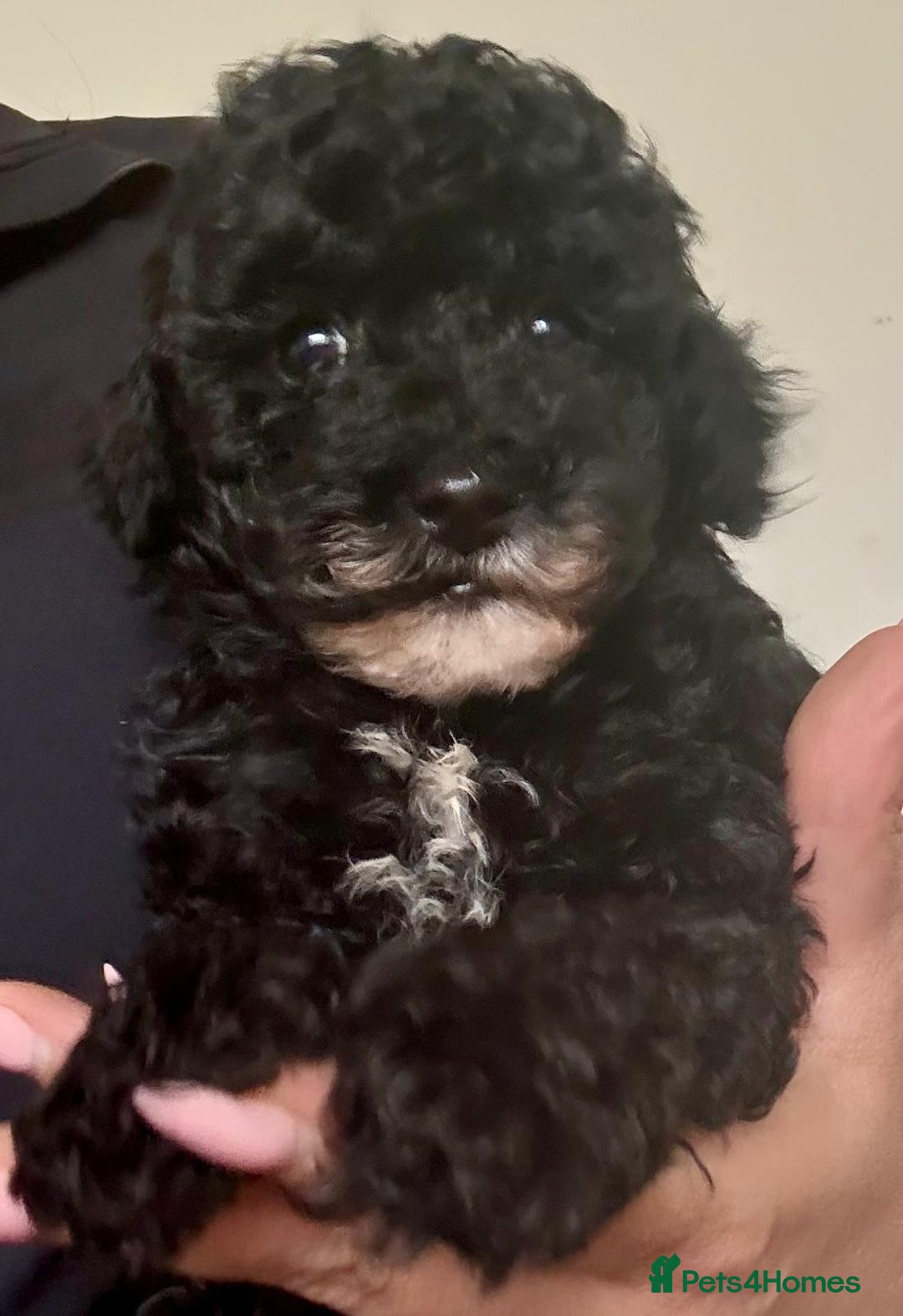 Cavapoo dogs for sale: TINY CAVAPOO BABIES - Image 2