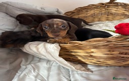 Miniature Dachshund dogs for sale: MINIATURE DACHSHUND PUPPIES  - Advert 4