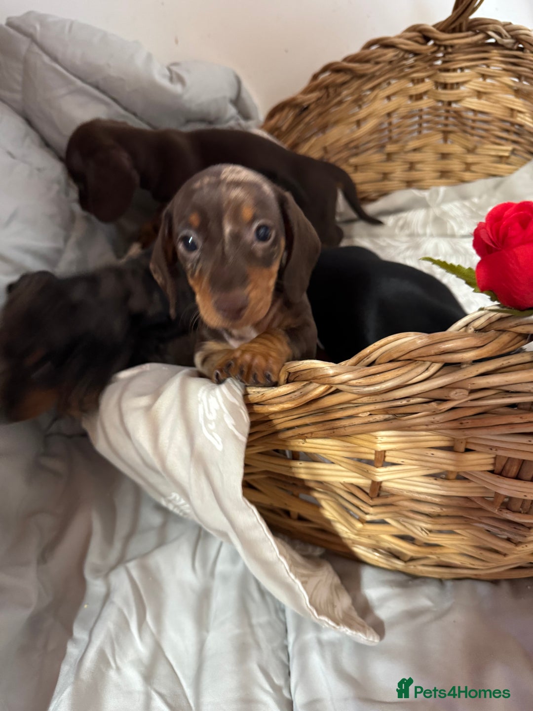 Miniature Dachshund dogs for sale: MINIATURE DACHSHUND PUPPIES  - Advert 4