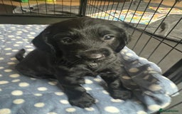 Cockapoo dogs for sale: Exceptional cockapoo pups- 1 Boy, 1 Girl left!! - Image 26