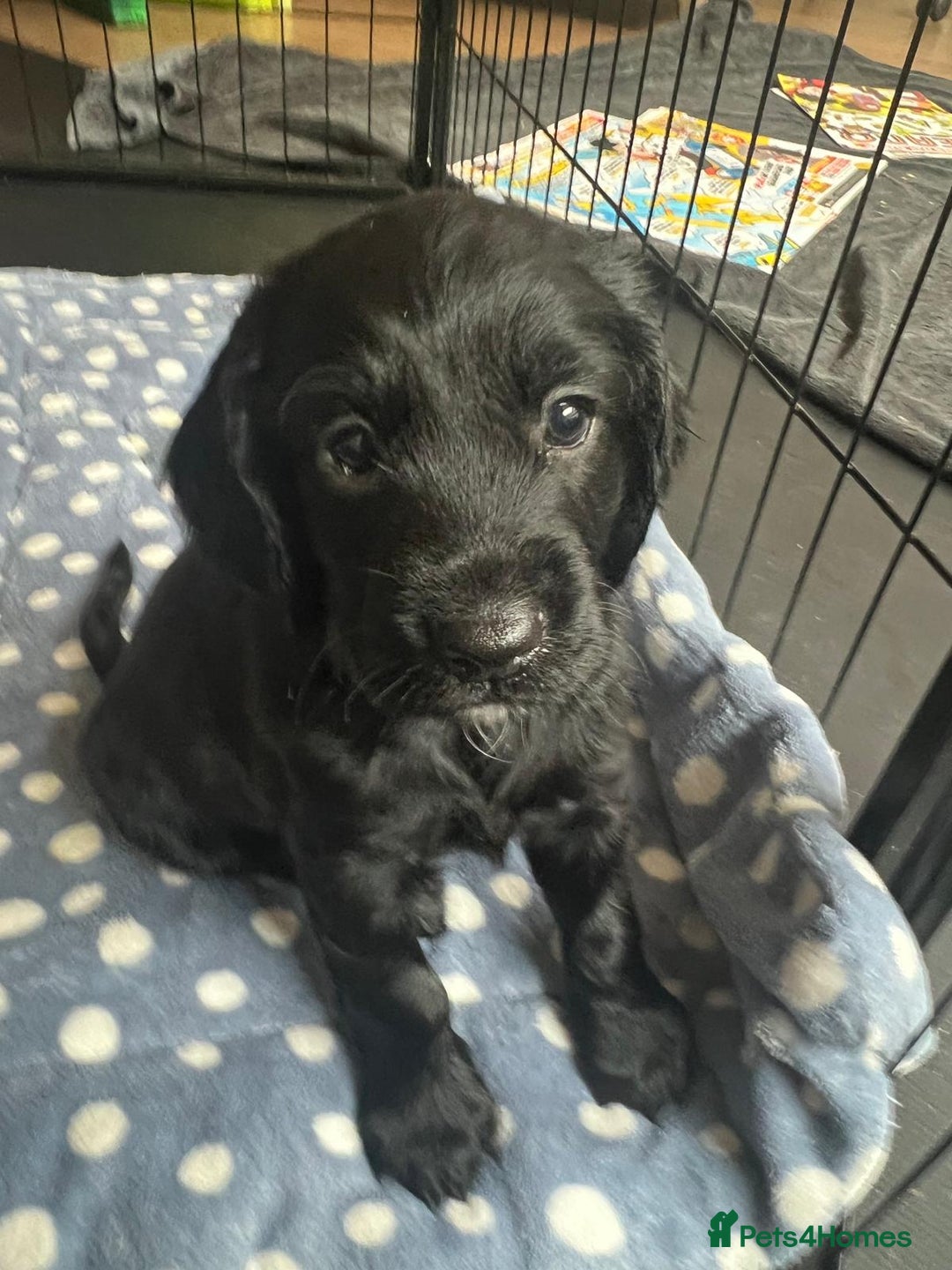 Cockapoo dogs for sale: Exceptional cockapoo pups- 1 Boy, 1 Girl left!! - Image 26
