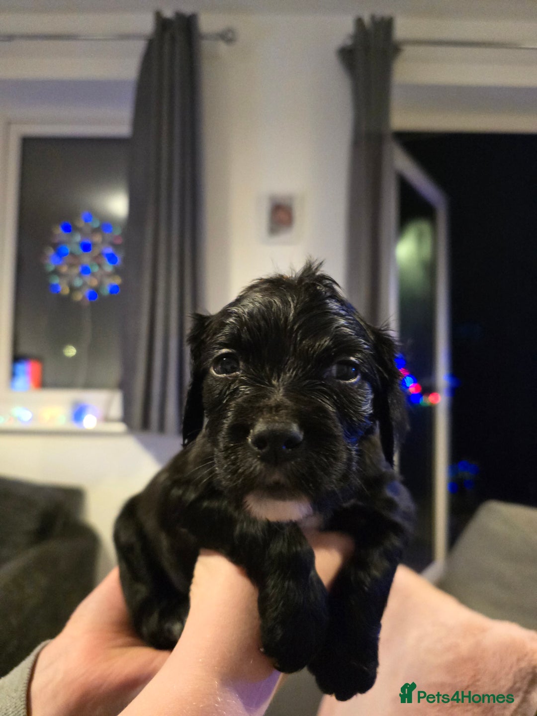 Sprocker dogs for sale: 2 male sprocker spaniel puppies for sale. - Advert 3