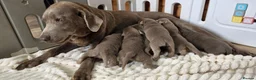 Labrador Retriever dogs for sale: 6 STUNNING KC SILVER LAB PUPPIES  - Advert 4