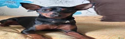 Miniature Pinscher dogs for stud: Miniature Pinscher Male Available for Stud in Enfield - Advert 2