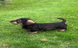 Miniature Dachshund dogs for sale: Wire Haired KC Miniature Dachshund  - Image 17