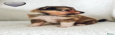 Shetland Sheepdog Puppy 3