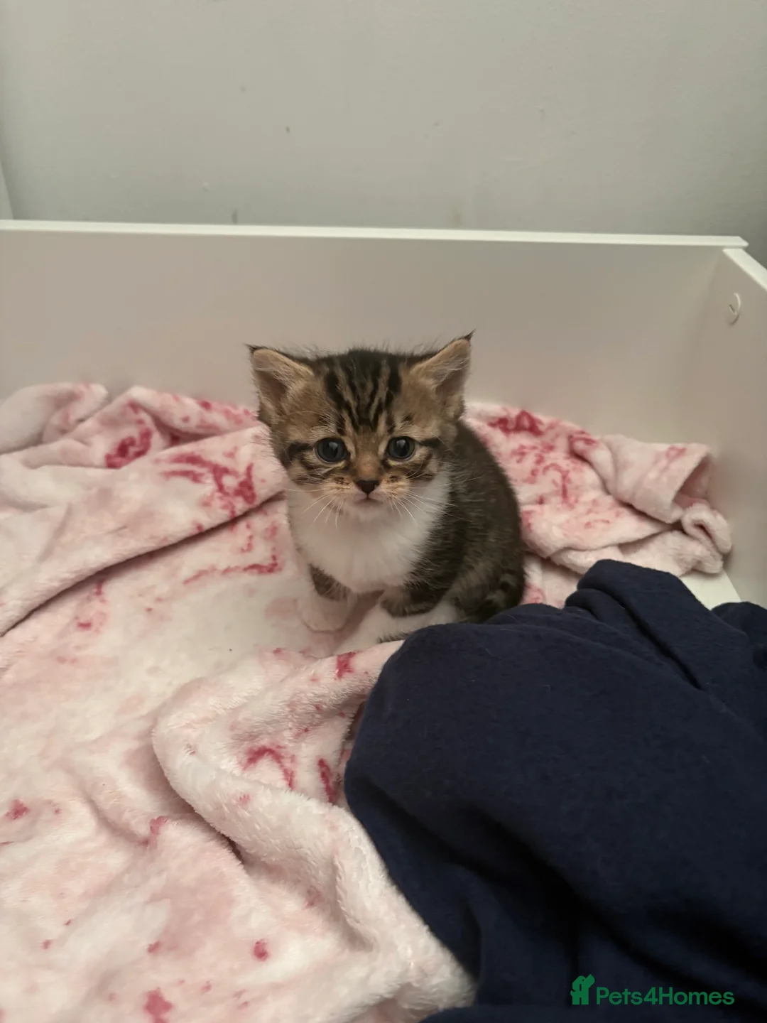 Mixed Breed cats for sale: 1/2 Persian kittens  - Advert 4