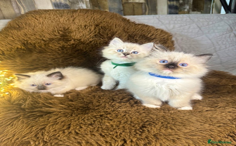 Ragdoll cats - Advert 5