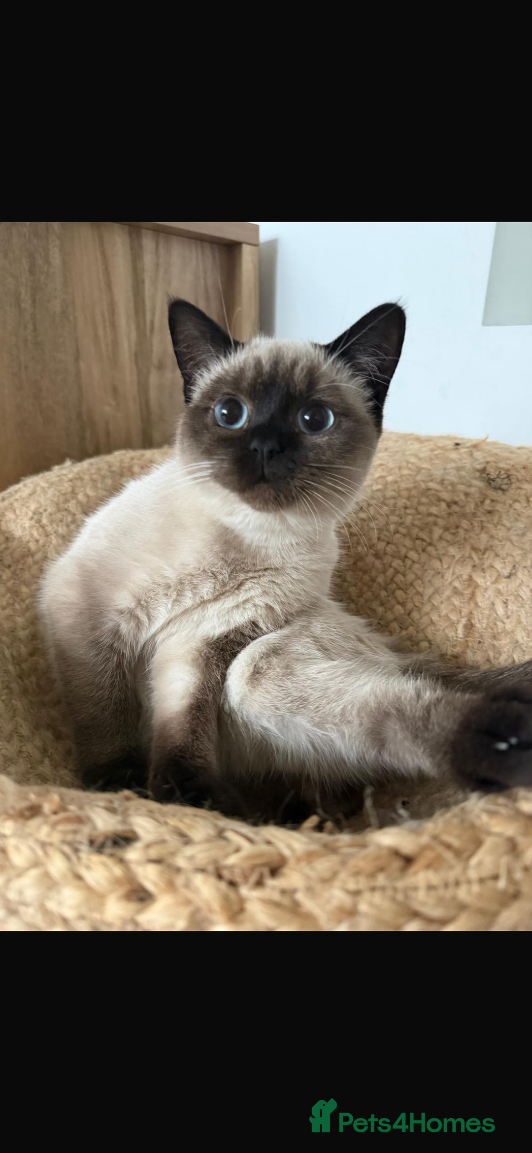 Mixed Breed cats for sale: Blue-Eyed Ragdoll x British Shorthair Kitten - Advert 2
