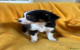 Chihuahua dogs for sale: Beautiful Chihuahua Puppies For Sale - Advert 23