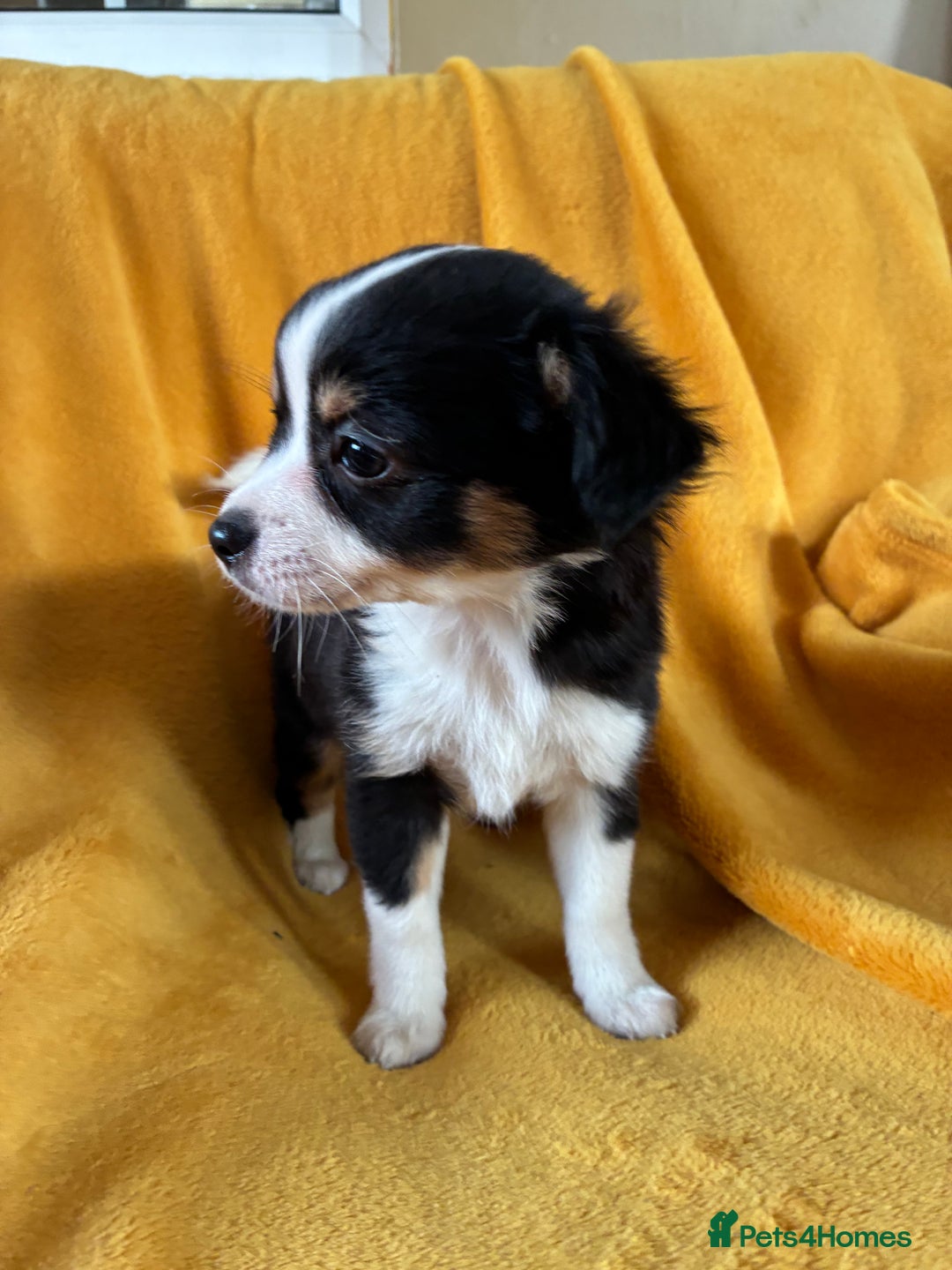 Chihuahua dogs for sale: Beautiful Chihuahua Puppies For Sale - Advert 23