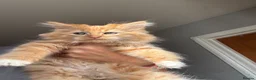 Mixed Breed cats for sale: Stunning maine coon cross red girls - Advert 7