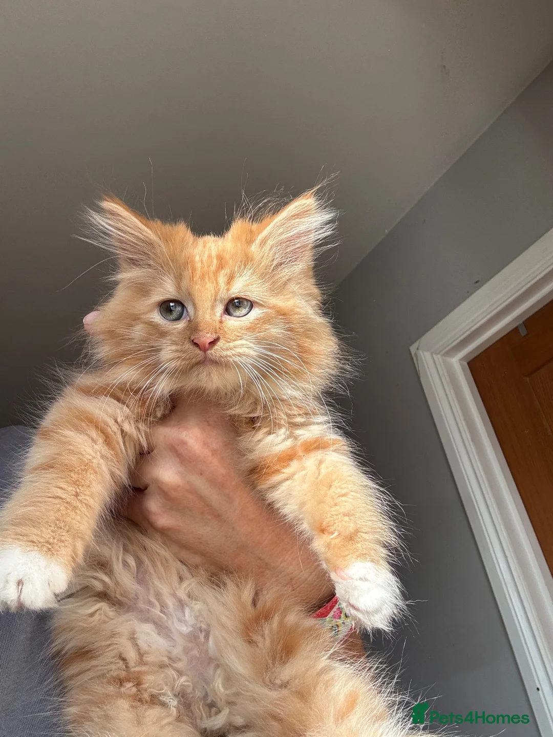 Mixed Breed cats for sale: Stunning maine coon cross red girls - Advert 7