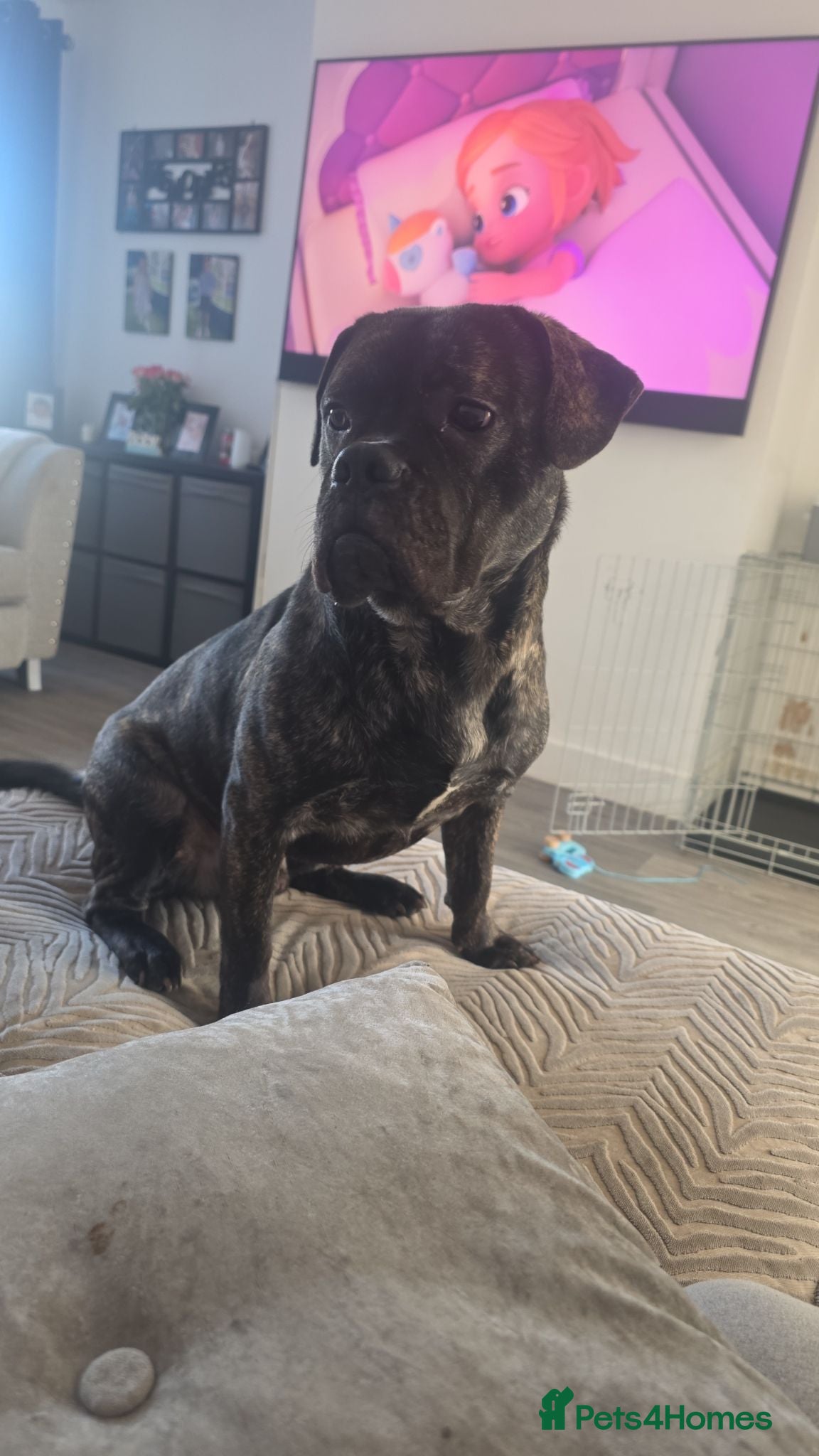 Mixed Breed dogs Kylo 1 year old - Advert 7