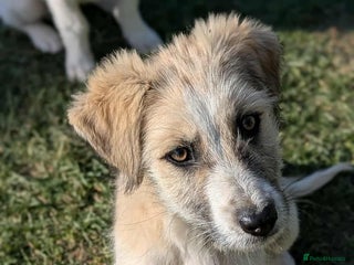 Mixed Breed dogs Boo for adoption - Advert 1