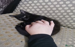 Domestic Shorthair cats for sale: Adorable little black panther 🖤☺️ - Image 3