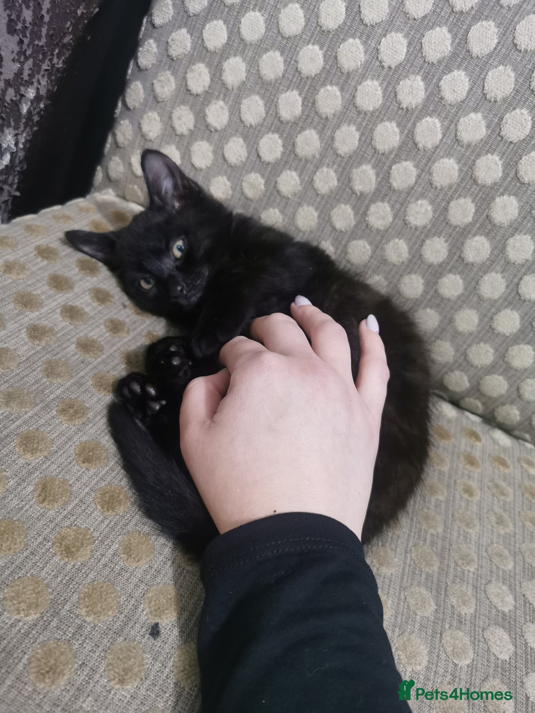 Domestic Shorthair cats for sale: Adorable little black panther 🖤☺️ - Image 3
