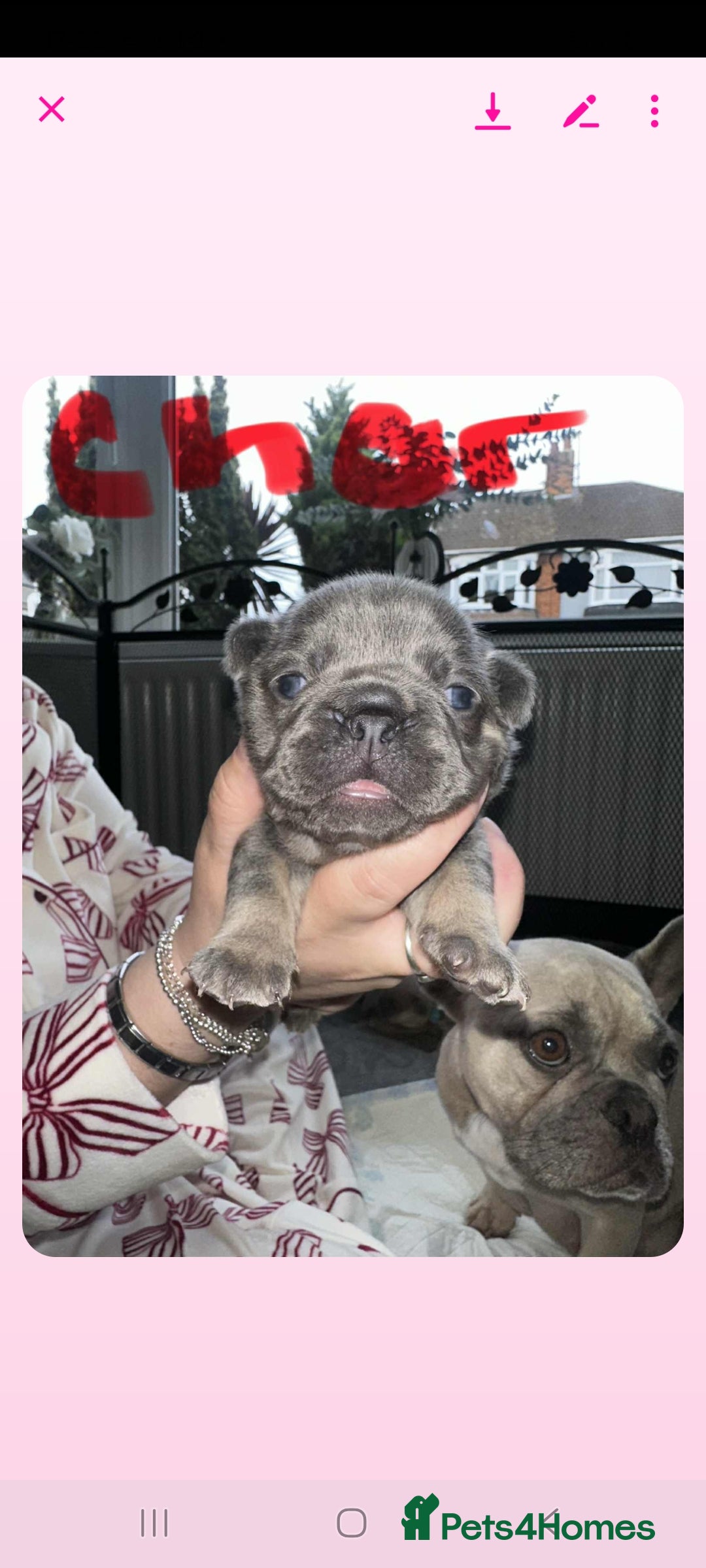 French Bulldog dogs for sale: French bulldog  - Image 14
