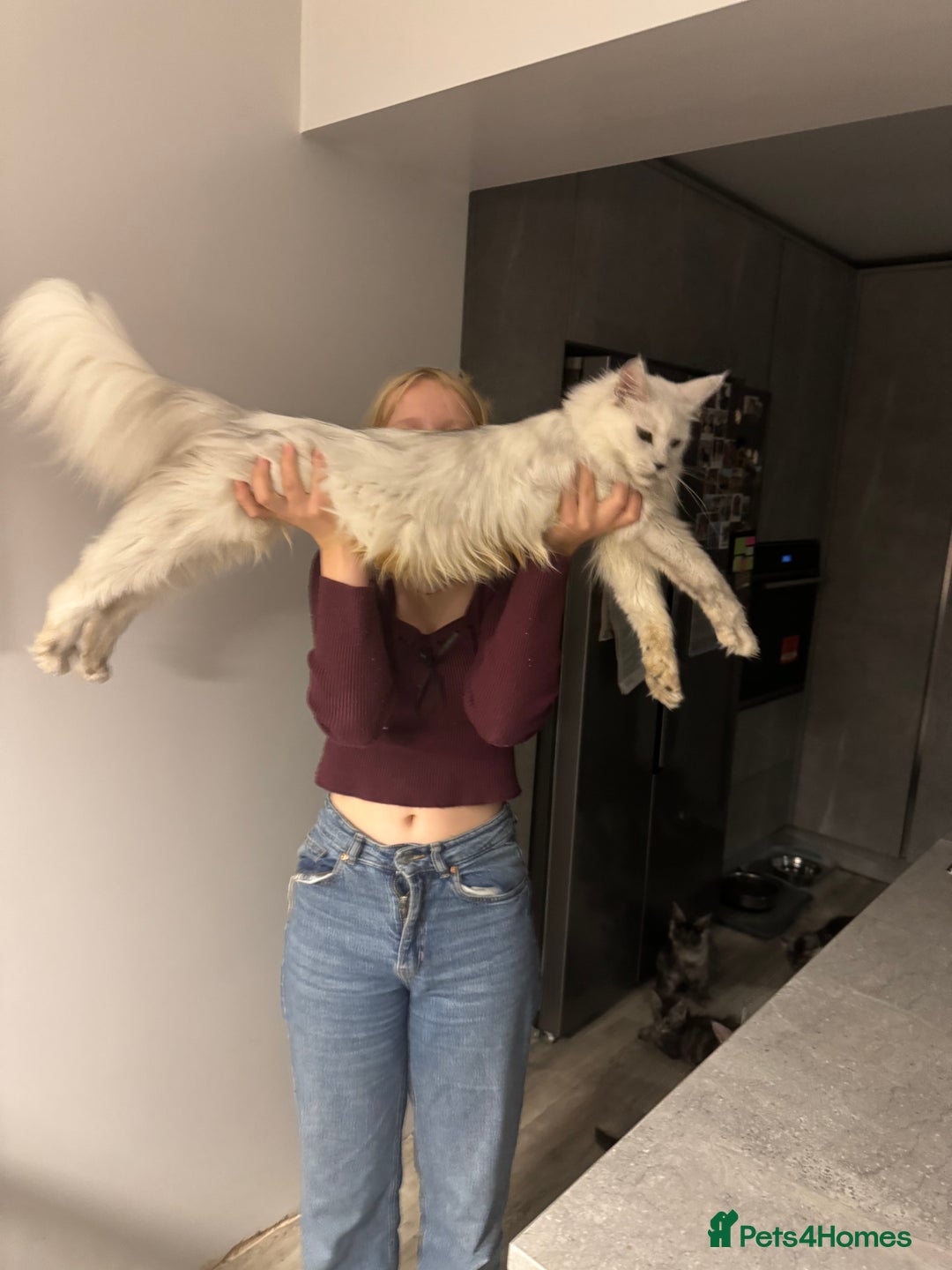 Maine Coon cats for sale: Stunning Maine Coon girls  - Image 21