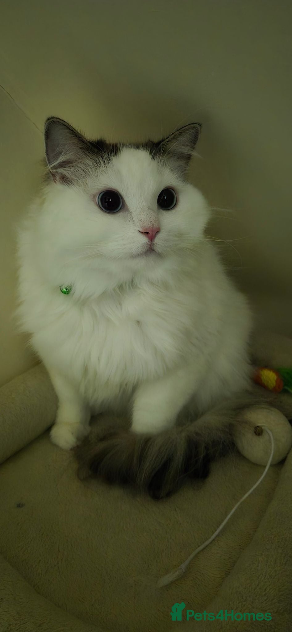 Ragdoll cats Male Ragdoll Cat - Handsome & Friendly - Advert 14