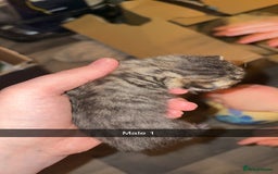Mixed Breed cats for sale: 4 male kittens ready 12th October  - Image 3