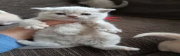 British Shorthair cats for sale: GCCF registered cream and lilac BSH - Advert 10