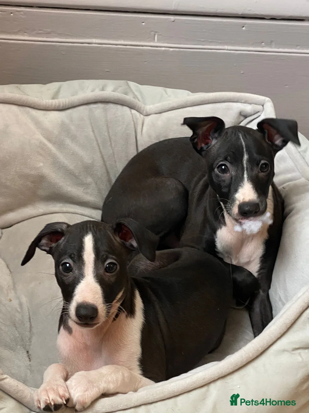 Italian Greyhound dogs for sale: 2 beautiful boy Iggys looking for their new home - Advert 1