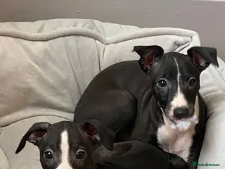 Italian Greyhound dogs 2 beautiful boy Iggys looking for their new home - Advert 4