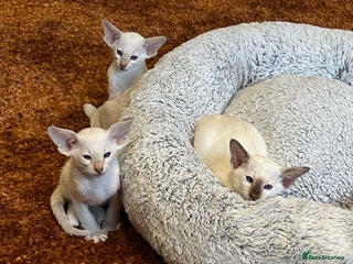 Siamese cats Siamese kittens gccf registered - Advert 9