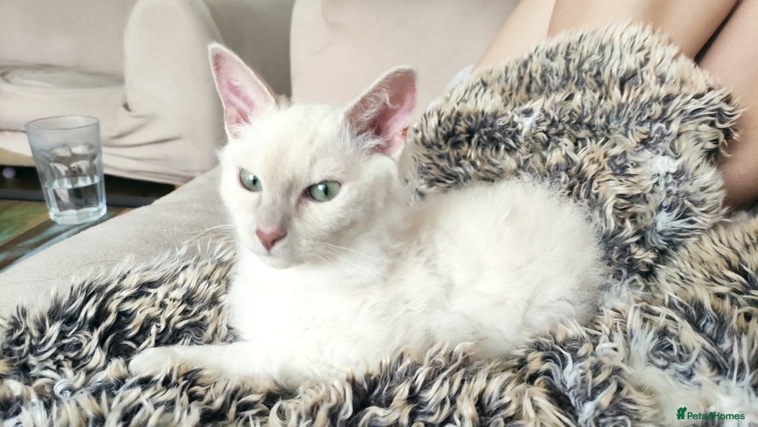 LaPerm cats for sale: Adorable teddy bear curly LaPerm GCCF reg - Advert 8