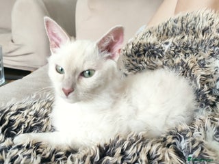 LaPerm cats - Advert 1