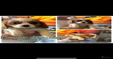 Cavalier King Charles Spaniel dogs - Advert 2