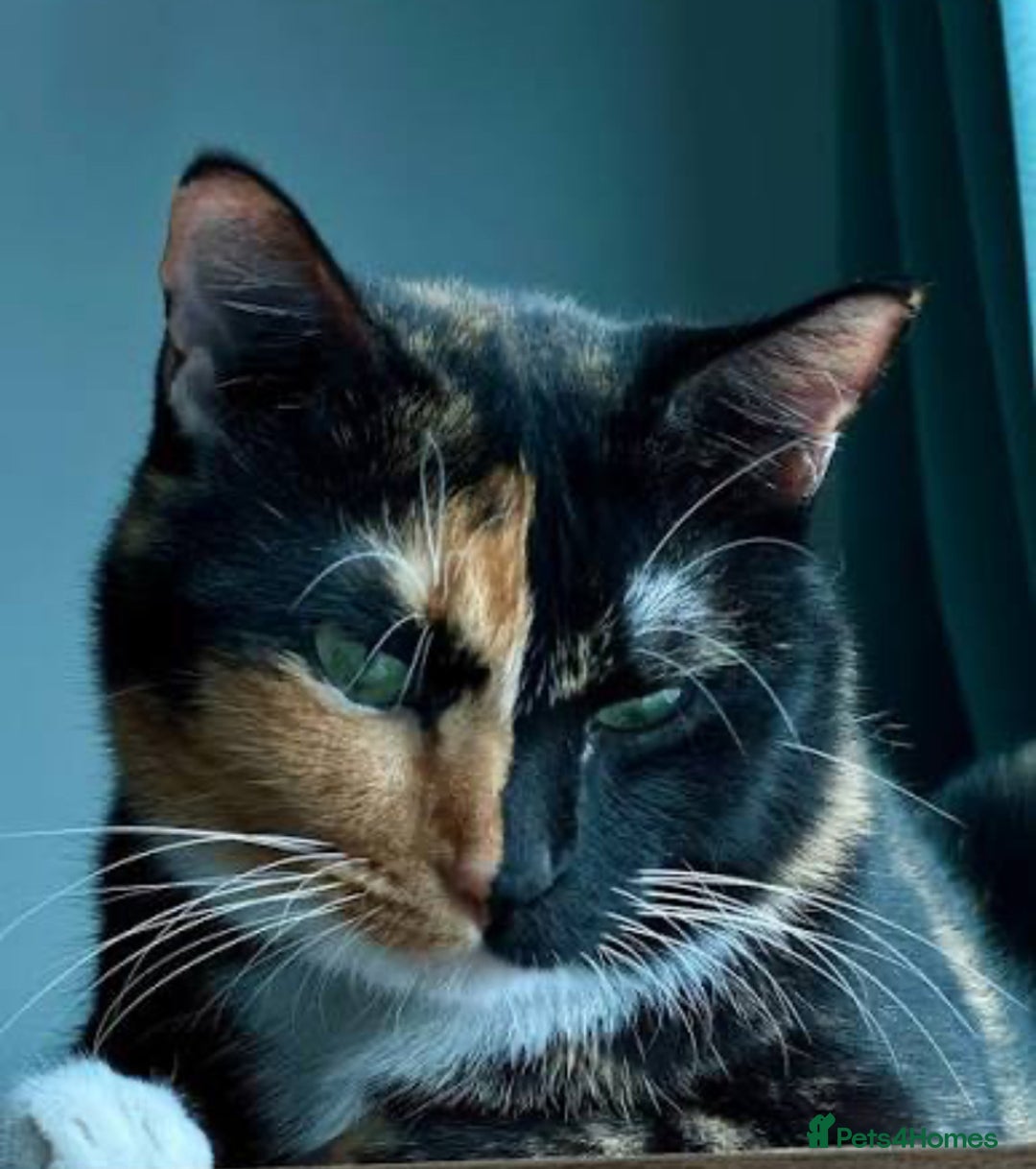 Mixed Breed cats for sale: Tortoiseshell Kitten Ready For Its New Home 🏡 - Advert 10