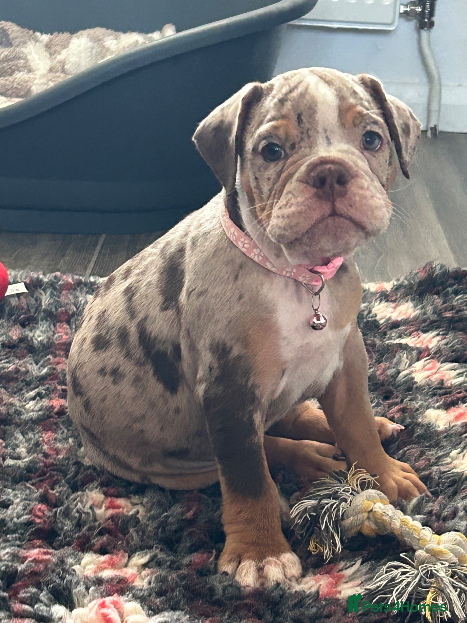 Dorset Olde Tyme Bulldogge dogs OLDE ENGLISH BULLDOG READY TO LEAVE  - Advert 2