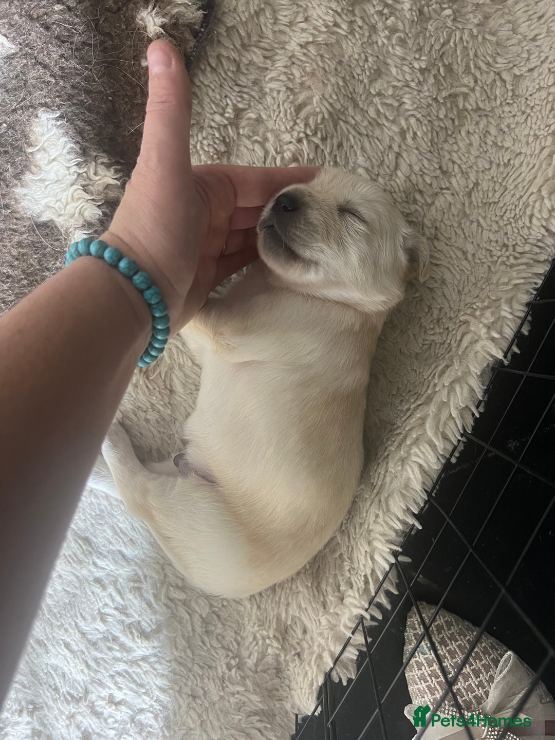 Goldador dogs for sale: Puppies- Goldadors (Golden retriever) (Labrador)  - Image 18