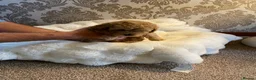 Cockapoo dogs for sale: Beautiful F1B in Porth - Advert 5