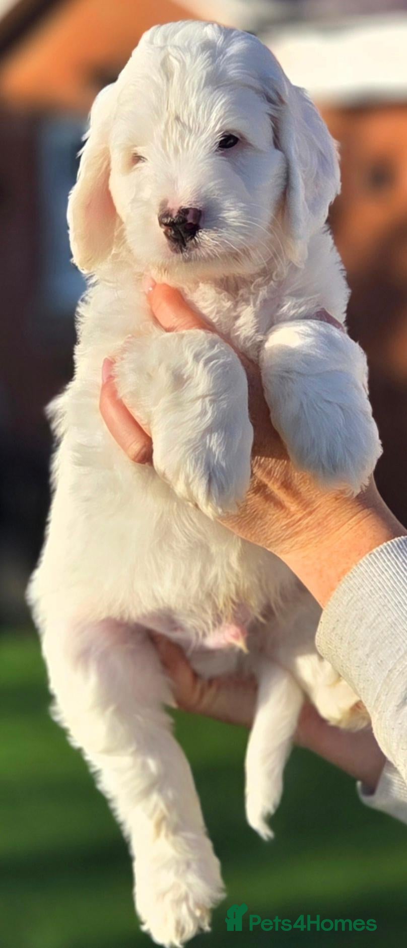Australian Labradoodle dogs Australian Labradoodle Puppies - Advert 1